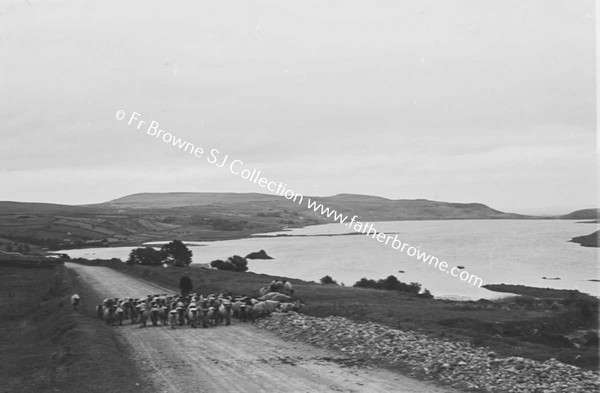 LOUGH TALT WITH FLOCK OF SHEEP ON ROAD